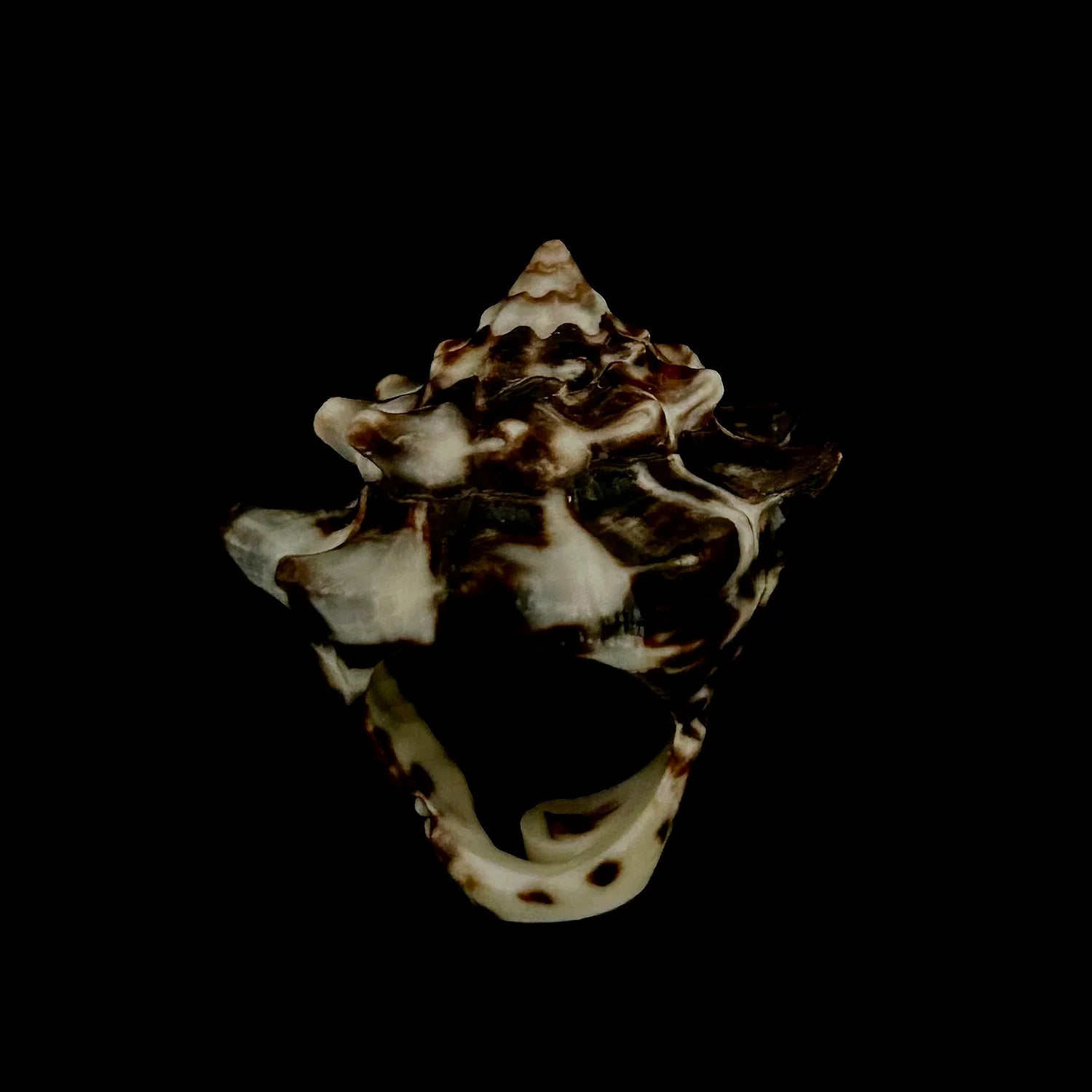Midnight Shelly Ring | $85