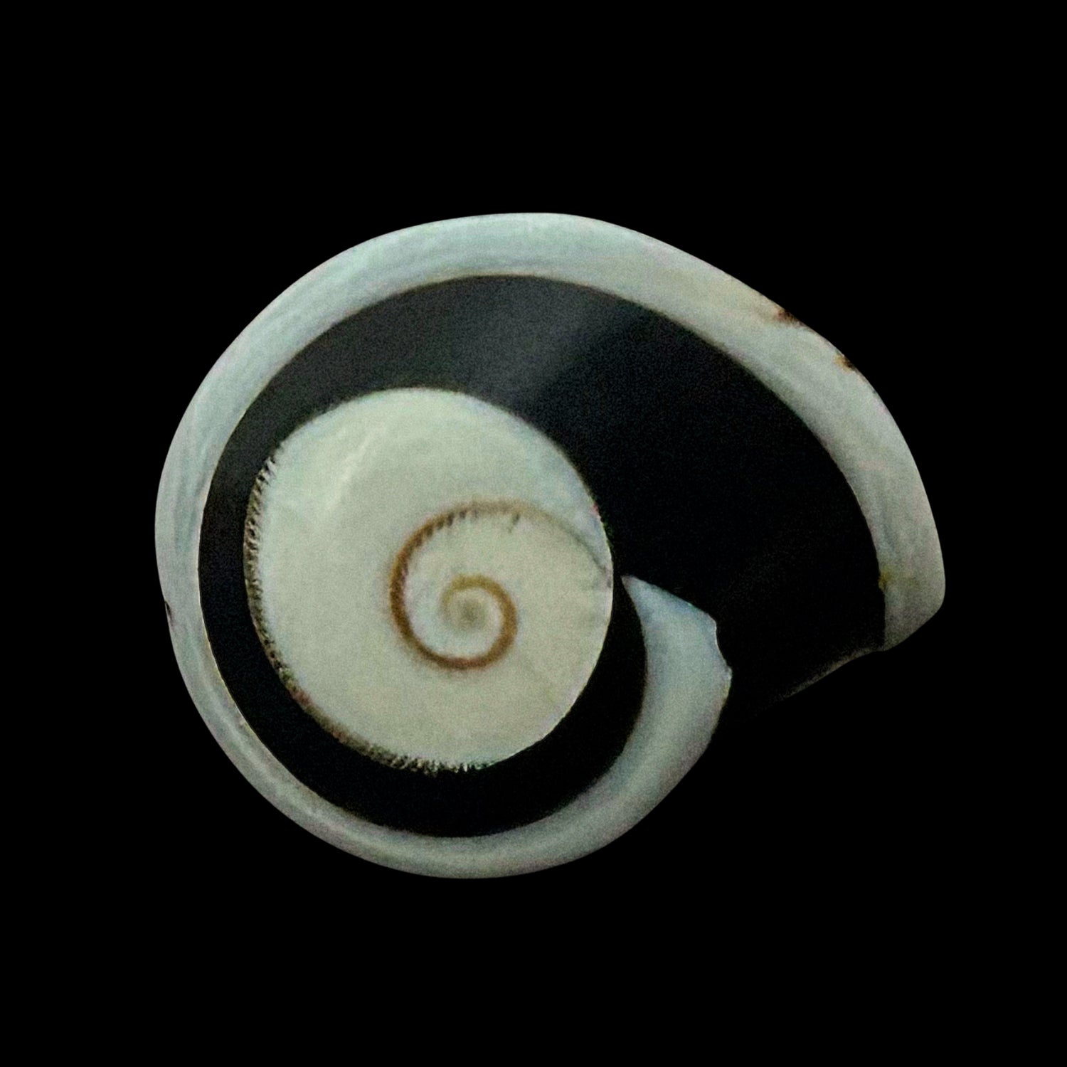 Eclipse Shelly Ring | $85